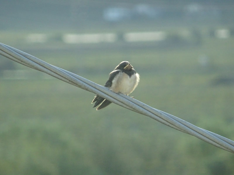 giovane di Hirundo rustica